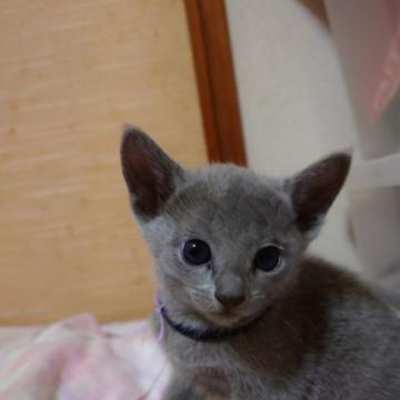 ロシアンブルー【神奈川県・男の子・2022年5月15日・ブルー】の写真「とても人懐っこい男の子です。」