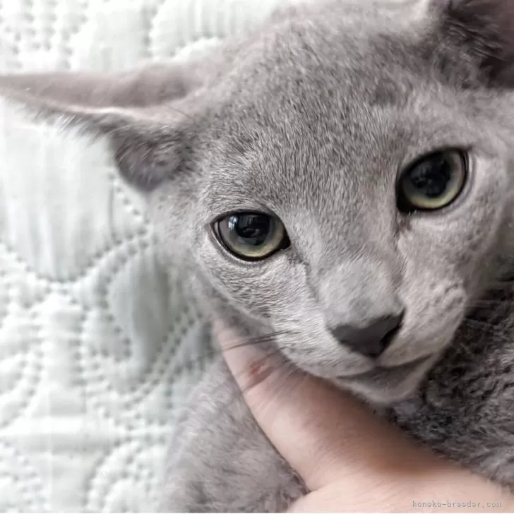 ID：2508-02402の子猫