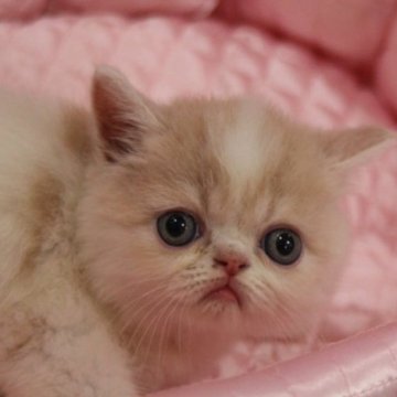 エキゾチックショートヘア【千葉県・男の子・2023年5月1日・クリーム&ホワイト】の写真「おとなしい男の子です。」