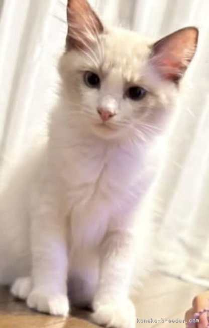 ラグドール【・男の子・2025年3月26日・ブルーポイントバイカラー】「ボクは、レオ君！かっこいい名前でしょう？」