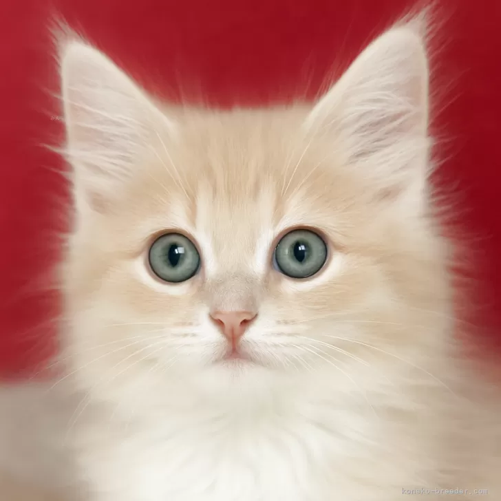 スコティッシュフォールド(立ち耳)【鹿児島県・男の子・2025年9月5日・クリームタビー】の写真1「ふんわり優しい雰囲気のクリームの子猫です。」