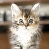 スコティッシュフォールド(立ち耳)