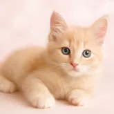 スコティッシュフォールド(立ち耳)【鹿児島県・男の子・2025年9月5日・クリームタビー】の写真3