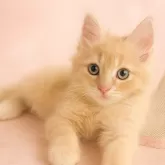 スコティッシュフォールド(立ち耳)【鹿児島県・男の子・2025年9月5日・クリームタビー】の写真4「ひだまり窓際でまったり時間も毎日の日課です^_^」