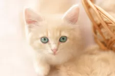 スコティッシュフォールド(立ち耳)【鹿児島県・男の子・2025年9月5日・クリームタビー】の写真6「目の色がゴールドとブルー！？のグラデーションが綺麗です^_^」