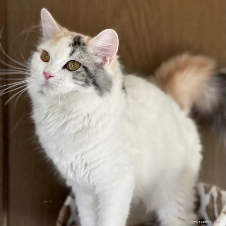 ID：2404-03426の子猫