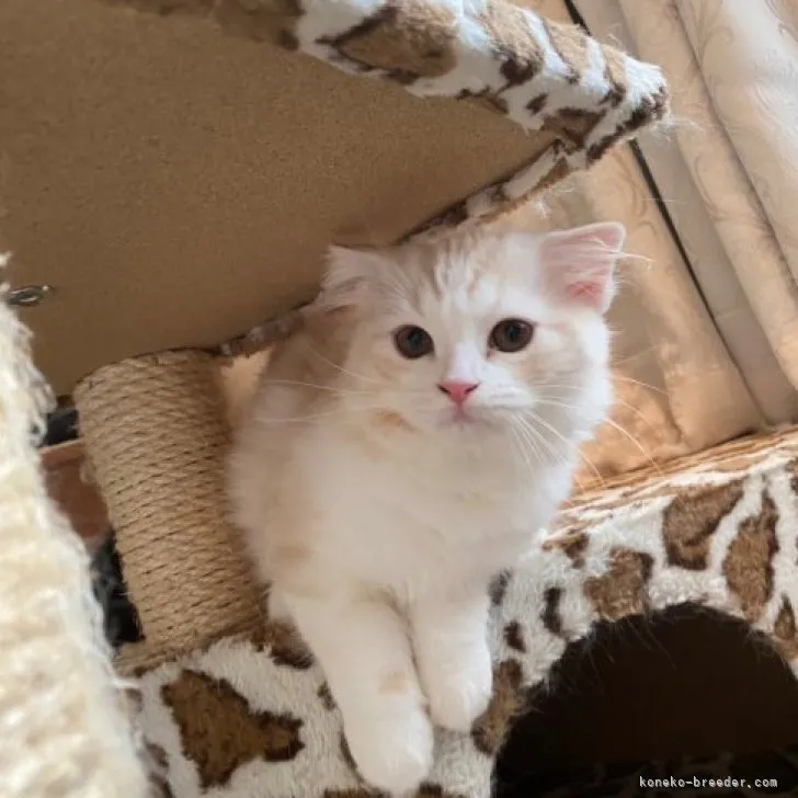 ID：2307-01989の子猫