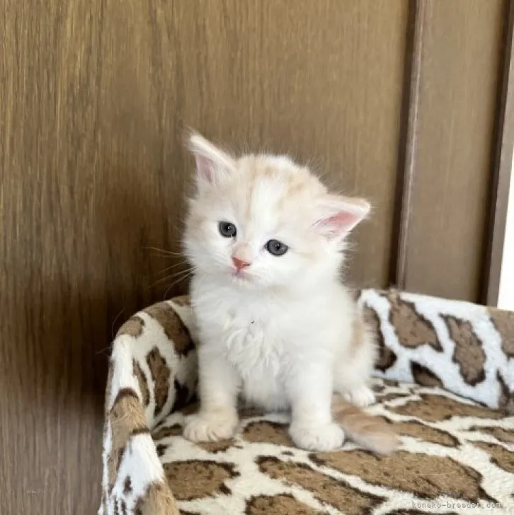 ID:2312-00529の子猫