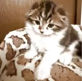 スコティッシュフォールド(折れ耳)