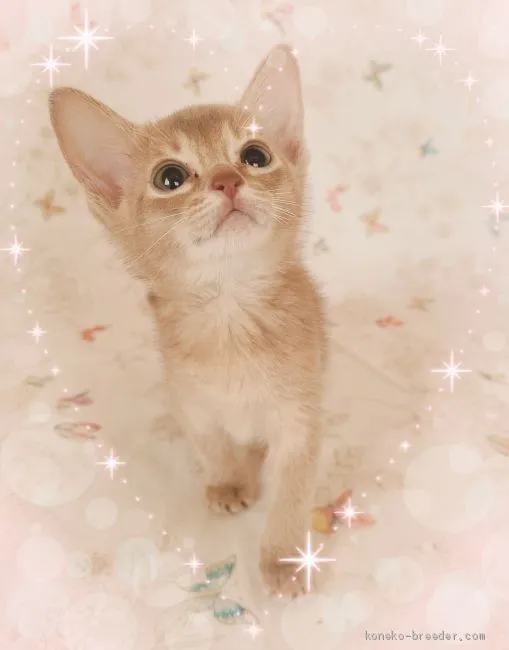 ID：2101-00216の子猫