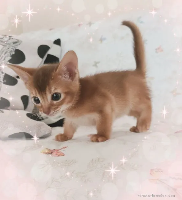 ID：2101-00218の子猫