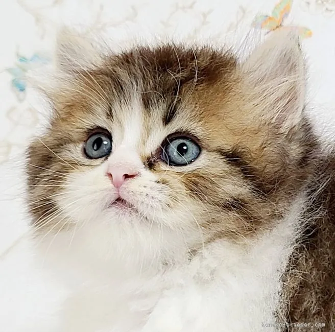 ID：2106-00316の子猫