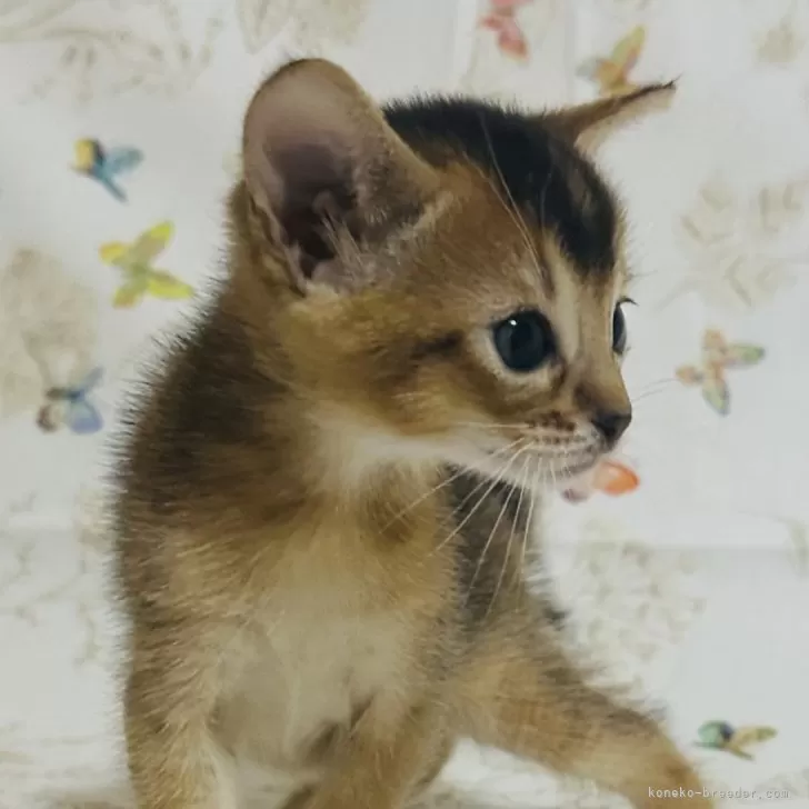 ID：2402-02059の子猫