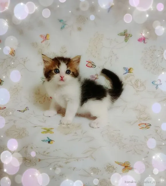 ID：2002-00383の子猫