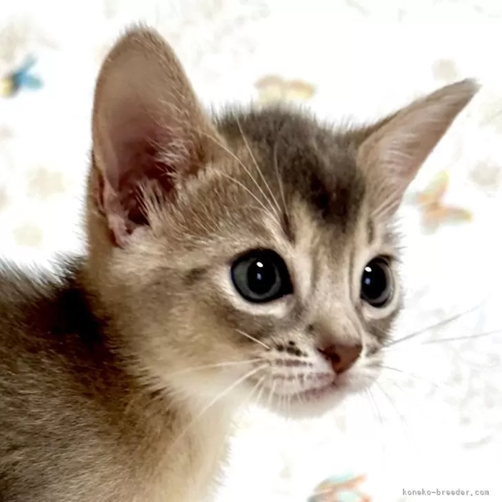ID：2409-03029の子猫