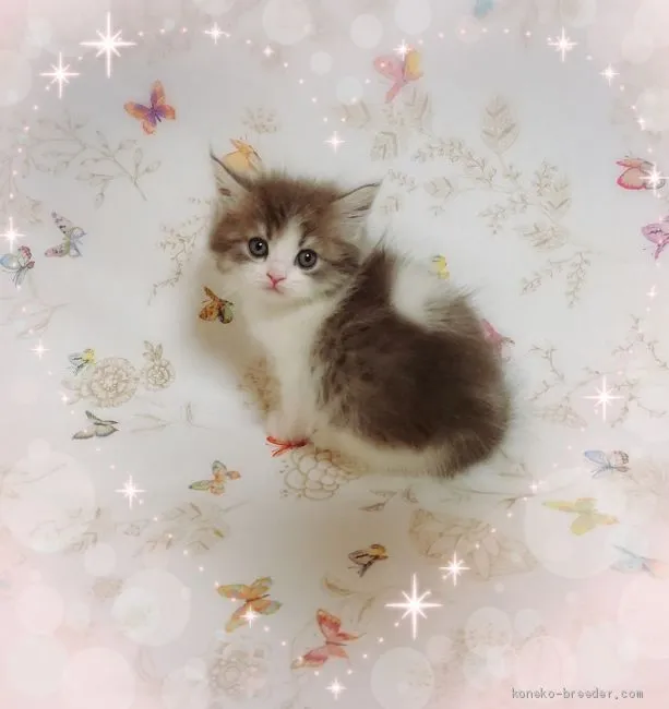 ID:2002-00381の子猫