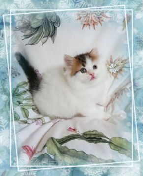 ラガマフィン【大阪府・男の子・2019年11月9日・ブラウンタビー&ホワイト（ふわふわモコモコ）】の写真「ぽっちゃりまん丸くん🎵」