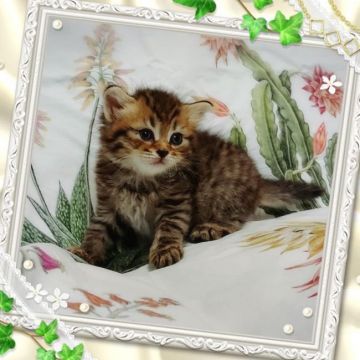 ラガマフィン【大阪府・女の子・2019年7月10日・ブラウンタビー】の写真「とっても綺麗なお色と柄が出てますよ(^.^)」