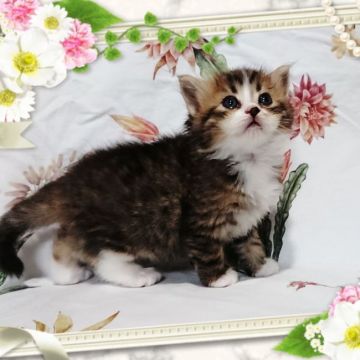 ラガマフィン【大阪府・女の子・2019年7月10日・ブラウンタビー&ホワイト】の写真「お顔も柄も整った、とても可愛い女の子です(=^ェ^」