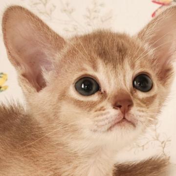 アビシニアン【大阪府・女の子・2022年8月9日・フォーン】の写真「両親チャンピオンの優良血統☆」