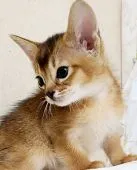アビシニアン【大阪府・男の子・2021年3月24日・ルディ】の写真1