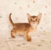 アビシニアン【大阪府・男の子・2020年11月21日・レッド(シナモン)】の写真2