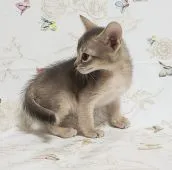 アビシニアン【大阪府・女の子・2021年3月24日・ブルー】の写真2