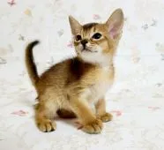 アビシニアン【大阪府・男の子・2021年3月24日・ルディ】の写真2