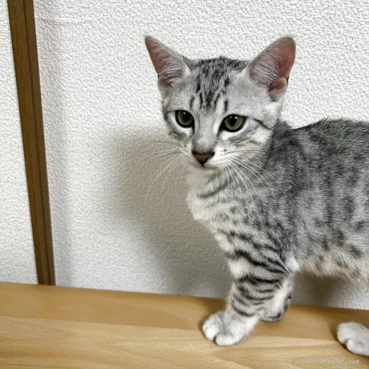 エジプシャンマウ【東京都・男の子・2025年7月29日・シルバー】の写真1「鮮やかなスポットが自慢です」