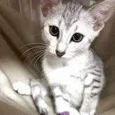 エジプシャンマウ