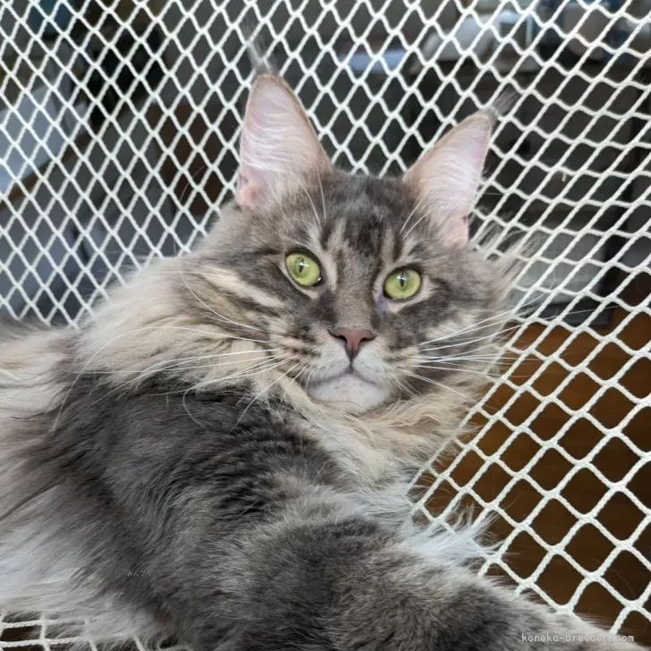 ID：2309-02277の子猫