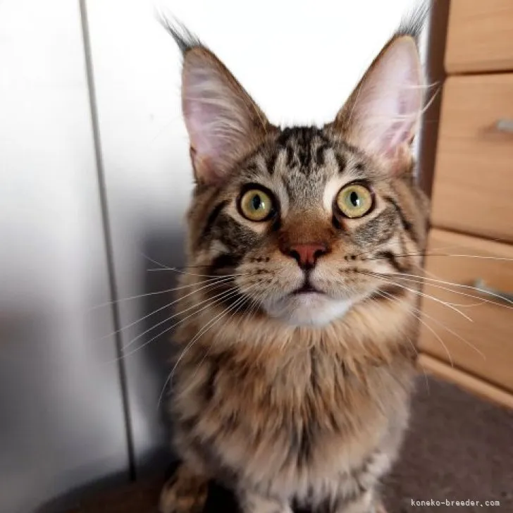 ID：2302-00093の子猫