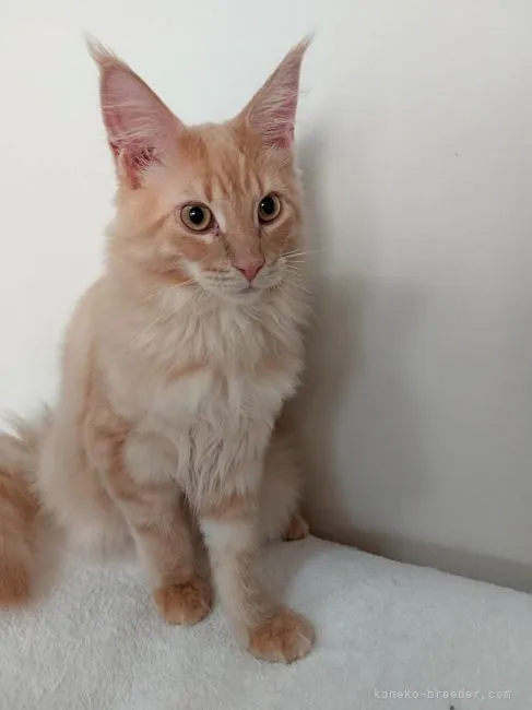 ID:2108-01629の子猫