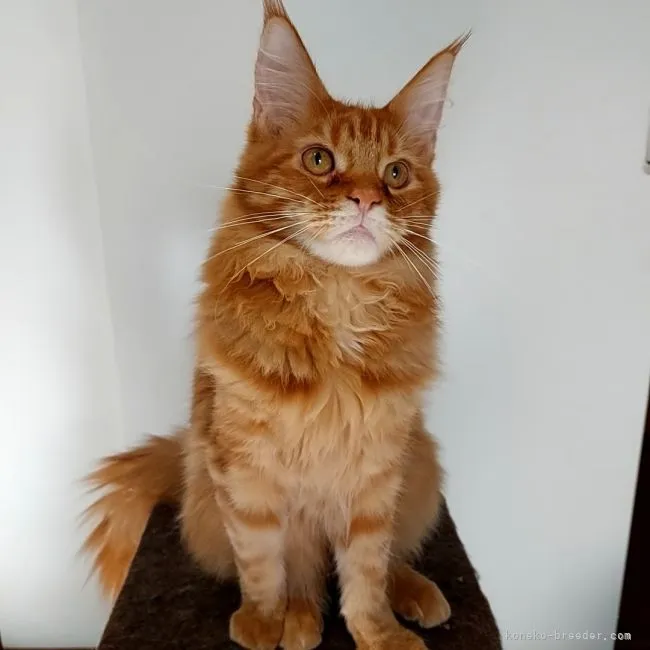 ID：2202-01109の子猫