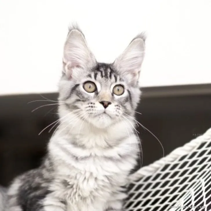 ID：2309-00180の子猫