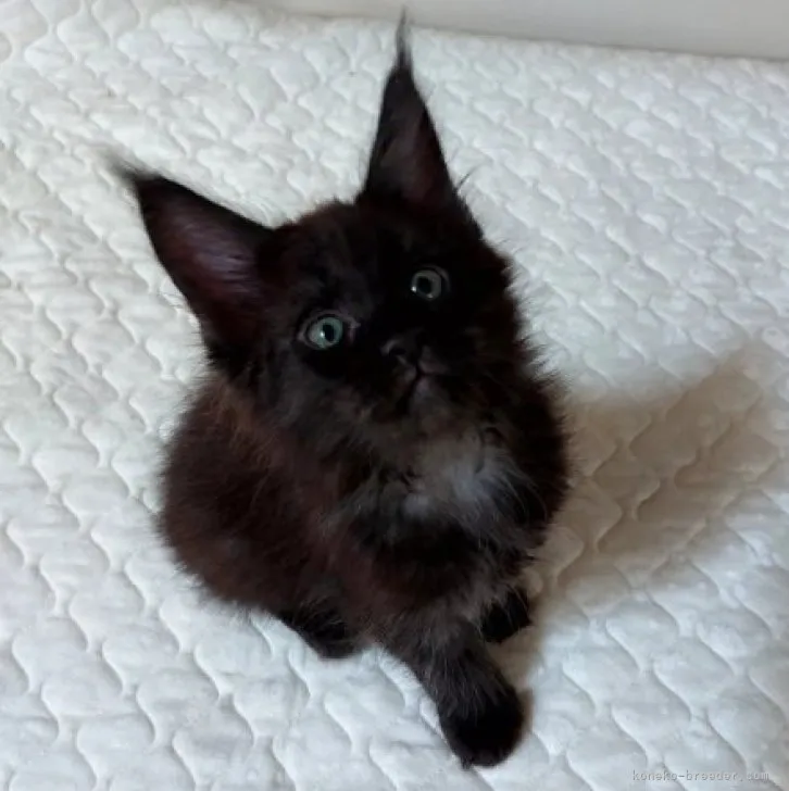 ID:2309-00020の子猫
