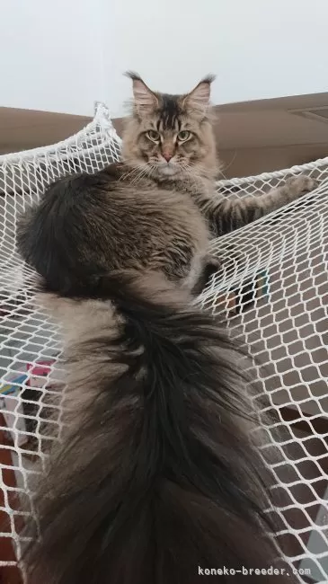 ID:2403-00639の成猫
