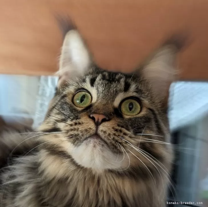 ID：2212-02053の子猫