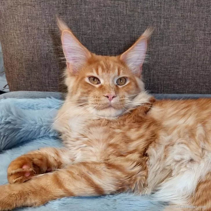 ID:2308-03166の子猫