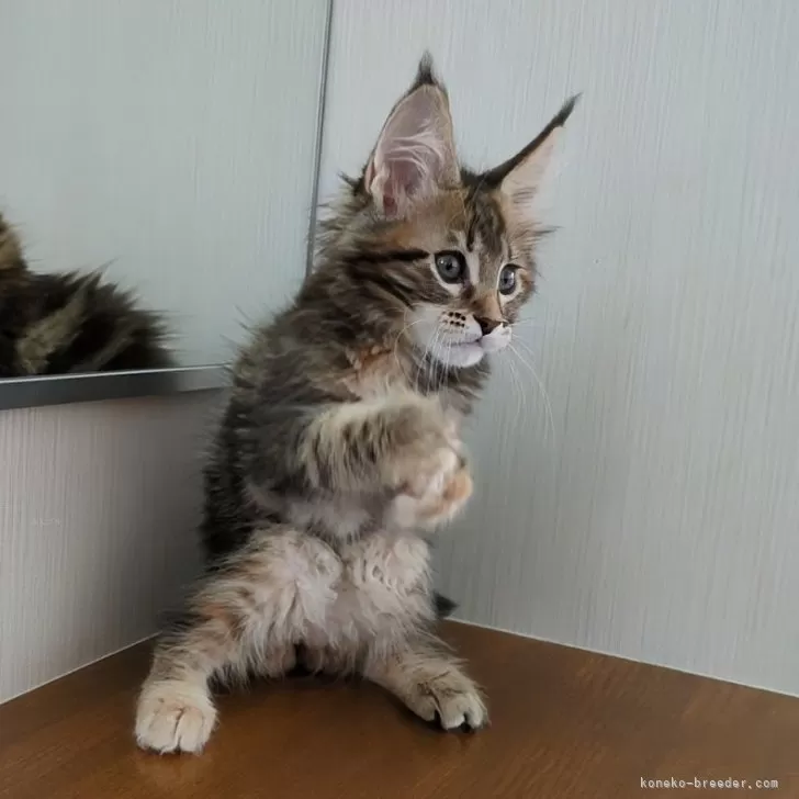 ID:2408-00934の子猫