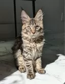 メインクーン【埼玉県・男の子・2024年7月3日・ブラウンマッカレル】の写真2「ブラウン系の明るい綺麗なタビーの猫」