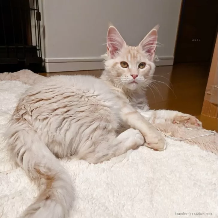 メインクーン【埼玉県・男の子・2025年9月8日・レッドシルバーマッカレルタビー】の写真1「耳大きくプックリマズルの綺麗な毛色の男の子」