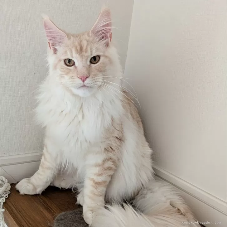 ID:2501-01919の子猫