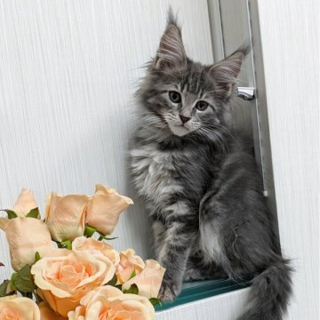 メインクーン【埼玉県・女の子・2025年9月5日・ブルークラシックタビー】の写真「ブルータビーの可愛い女の子」