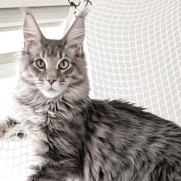 メインクーン【埼玉県・男の子・2025年6月18日・ブルーマッカレルタビー】の写真「耳が大きく尻尾が長い綺麗なブルー系の男の子」