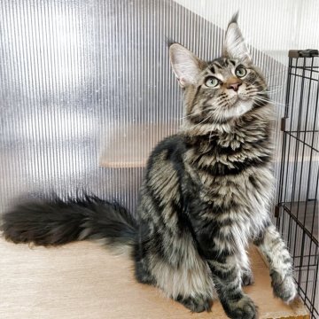 メインクーン【埼玉県・男の子・2025年3月6日・ブラッククラシックタビー】の写真「凛々しい顔でメインクーンの特徴が出ていると思う」