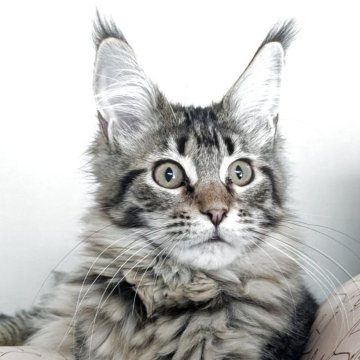 メインクーン【埼玉県・女の子・2025年9月8日・ブラウンマッカレル】の写真「可愛いお顔の元気な女の子」