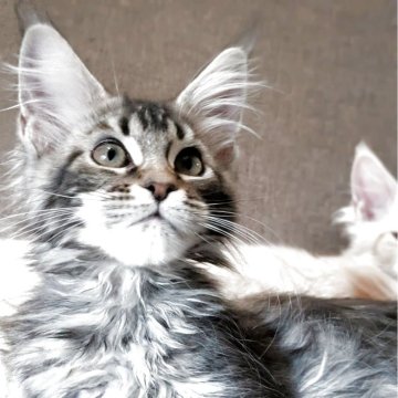 メインクーン【埼玉県・女の子・2025年9月19日・ブラックシルバークラシックタビー】の写真「シルバークラシックタビーの綺麗な女の子」