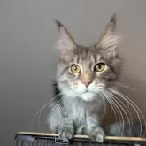 メインクーン【埼玉県・女の子・2025年6月18日・ブルーマッカレルタビー】の写真1「素敵な女の子に成長中、毛吹も良くなり長い尻尾が良さそう」