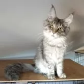 メインクーン【埼玉県・女の子・2025年6月18日・ブルーマッカレルタビー】の写真2「下顎が厚いメインクーン」